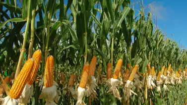 ¿Cuál estado de Venezuela produce 65% de los alimentos? ¿Cuál estado de Venezuela produce 65% de los alimentos?