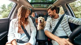 Elementos indispensables para viajar con un perro en carro