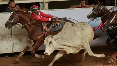 Lanzan campaña contra práctica venezolana del coleo de toros Lanzan campaña contra práctica venezolana del coleo de toros