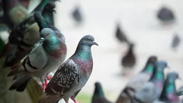 Fumigación no controlada mató a varios animales en Weston