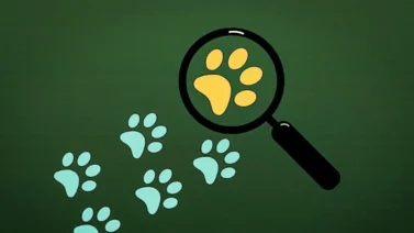 IA: ¿Cómo serían los perros y gatos dentro de diez mil años?