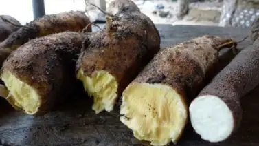 Siete niños intoxicados por comer yuca amarga Siete niños intoxicados por comer yuca amarga