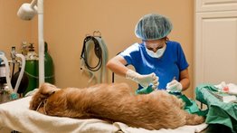 Razones para castrar o esterilizar a tu mascota