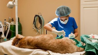 Razones para castrar o esterilizar a tu mascota