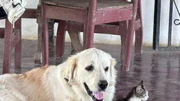 Cicpc arresta a sexagenario implicado en muerte de 12 mascotas