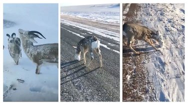 Animales congelados tras bajas temperaturas al norte de Noruega (+Video)