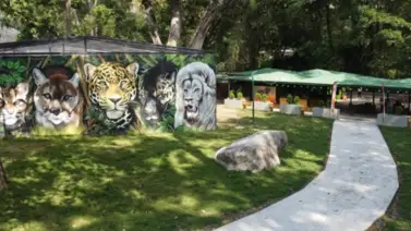 ¡Una ternura! Cachorros de leones blancos nacidos en Maracay están sanos y fuertes (+VIDEO) ¡Una ternura! Cachorros de leones blancos nacidos en Maracay están sanos y fuertes (+VIDEO)