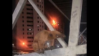 Rescatan a oso hormiguero en edificio residencial de Valencia