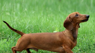 ¡Conoce al perro salchicha!