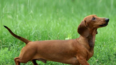 ¡Conoce al perro salchicha!