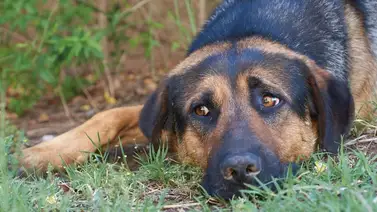 Hombre disparó varias veces a un perro que le ladraba Hombre disparó varias veces a un perro que le ladraba