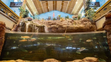 Detienen a hombre por nadar desnudo en un acuario (+Video)
