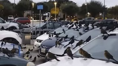 Aves invaden estacionamiento de un centro comercial en Texas