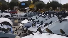 Aves invaden estacionamiento de un centro comercial en Texas