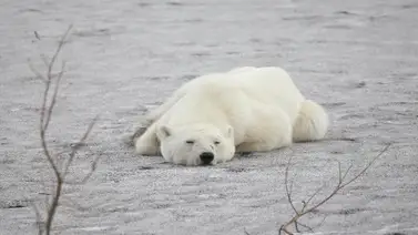 Registran primer caso de un oso polar muerto por gripe aviar Registran primer caso de un oso polar muerto por gripe aviar