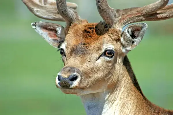 Un venado entró al Sambil de Valencia, desconocen de dónde provino