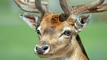 Un venado entró al Sambil de Valencia, desconocen de dónde provino Un venado entró al Sambil de Valencia, desconocen de dónde provino