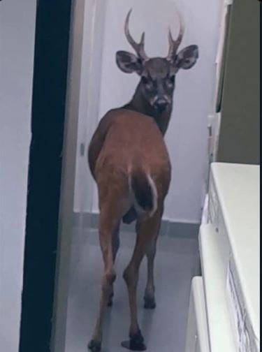 Un venado entró al Sambil de Valencia, desconocen de dónde provino Un venado entró al Sambil de Valencia, desconocen de dónde provino