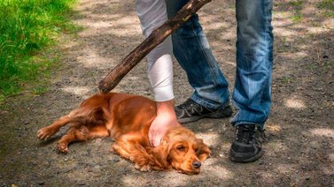 Hombre le sacó los ojos a la mascota de su vecina tras una discusión