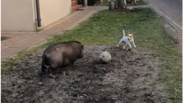 Viral| Partido de fútbol entre un cerdo y un perro