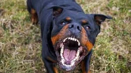 Un hombre pierde la vida durante ataque de sus cinco perros Rottweiler