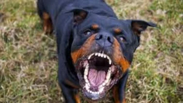 Un hombre pierde la vida durante ataque de sus cinco perros Rottweiler