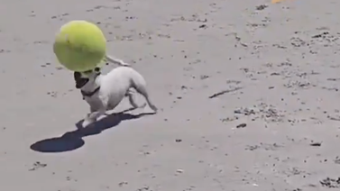 Video de perro futbolista cautiva las redes sociales