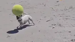 Video de perro futbolista cautiva las redes sociales