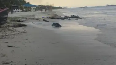 PDVSA reporta saneamiento tras el derrame en refinería de El Palito PDVSA reporta saneamiento tras el derrame en refinería de El Palito