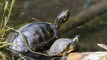 Aumenta las poblaciones de tortugas de río en este país: Sepa más