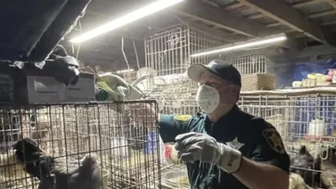 Mujer vivía con más de 300 animales en una casa móvil