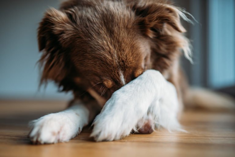 Descubre cómo calmar a tus mascotas ante los fuegos artificiales Descubre cómo calmar a tus mascotas ante los fuegos artificiales