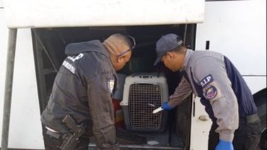 Perro muere asfixiado en el maletero de un autobús