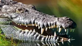 ¡Sin miedo al éxito! Así se atrapa a un cocodrilo (+video)