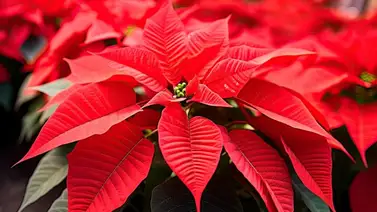 Descubre cuál es la planta ideal para la decoración navideña Descubre cuál es la planta ideal para la decoración navideña