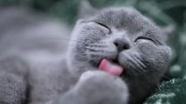 Estudio | Convivencia con gato durante la infancia aumenta el riesgo de desarrollar esquizofrenia