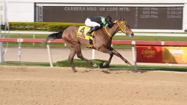 Potros se enfrentan en el Clásico Cañonero (GI) de La Rinconada Potros se enfrentan en el Clásico Cañonero (GI) de La Rinconada