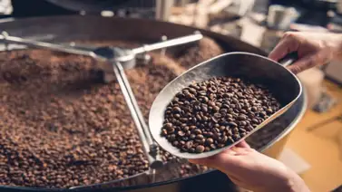 Baja internacional en precio del café afecta a productores criollos Baja internacional en precio del café afecta a productores criollos