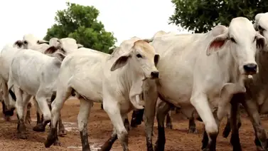 Mueren 25 reses electrocutadas Mueren 25 reses electrocutadas