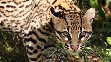 Hombre encontró un cunaguaro en su vivienda Hombre encontró un cunaguaro en su vivienda