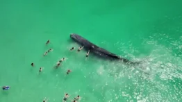 Muere ballena que nadó con turistas en Australia