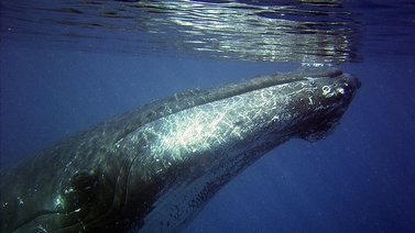 Avistan ballena en aguas poco profundas (+Video)