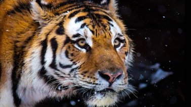 Tigre ataca fatalmente al hombre que seguía su rastro