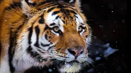Tigre ataca fatalmente al hombre que seguía su rastro