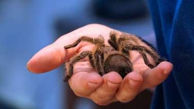 ¿Cómo es tener una tarántula como animal de compañía?