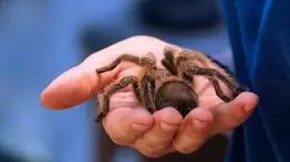 ¿Cómo es tener una tarántula como animal de compañía?