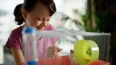 Hámster: aprende sus cuidados principales Hámster: aprende sus cuidados principales