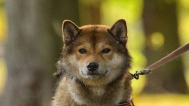 Perro lobo mata a un bebé de tres meses