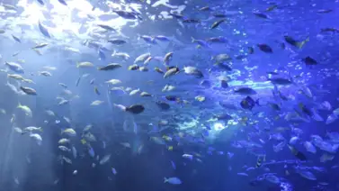 El gran susto que vivió esta sirena en pleno show (+Video) El gran susto que vivió esta sirena en pleno show (+Video)