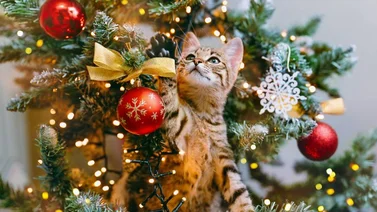 Tu gato ya no sufrirá por ruidos extremos de fuegos artificiales